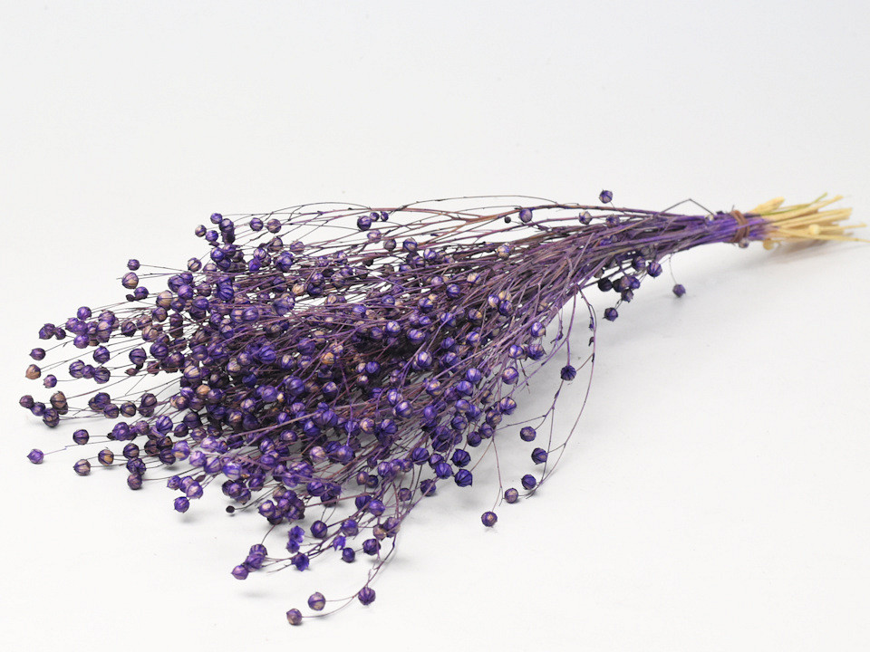 Linum Violet 40cm