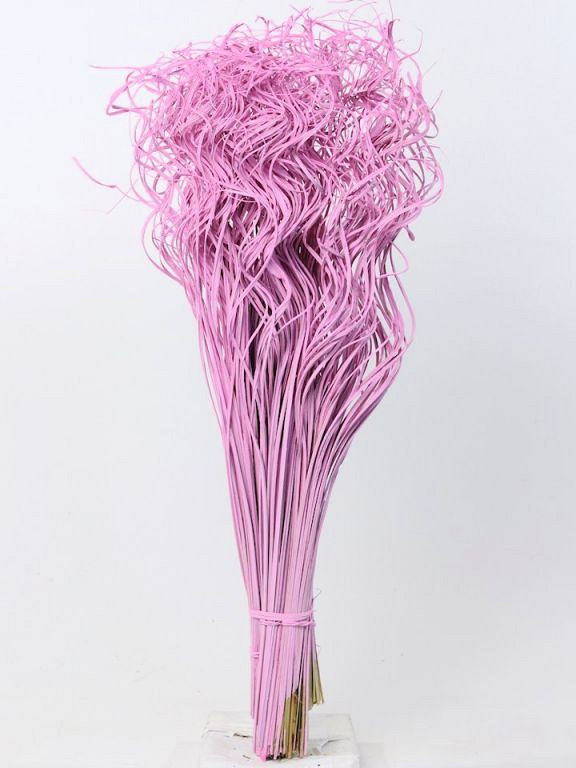 Curly Ting rose 300 Tiges