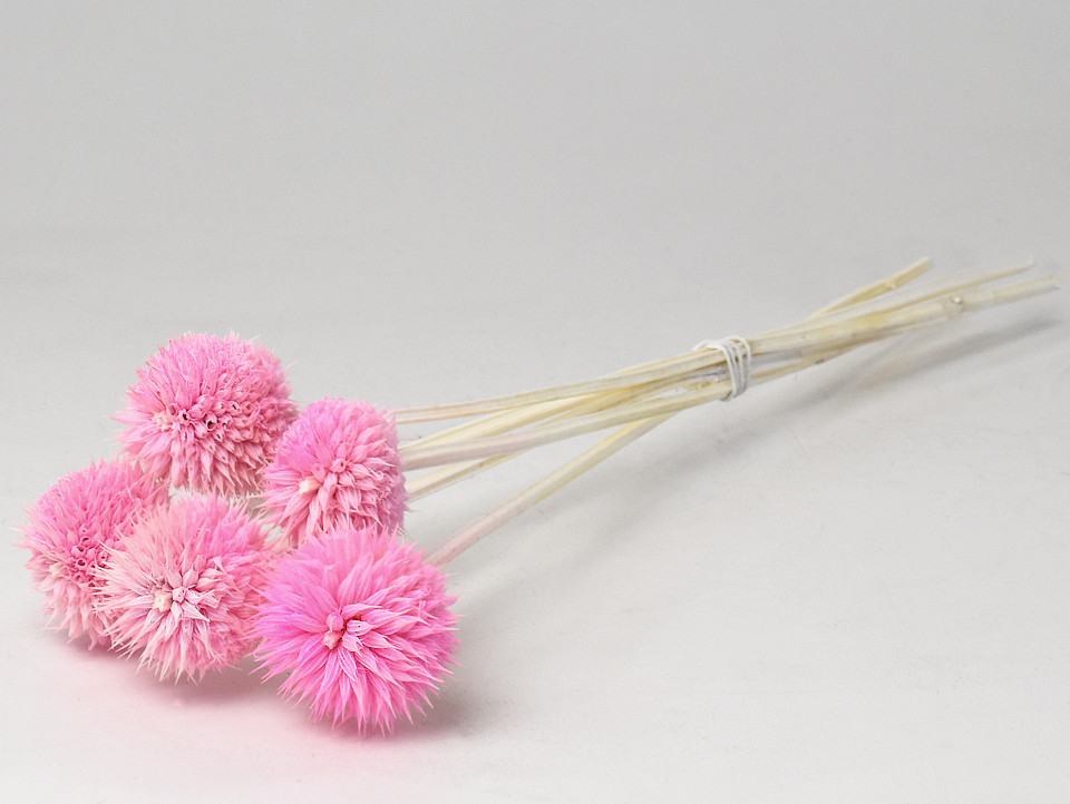 Leonotis 5pcs Light Pink