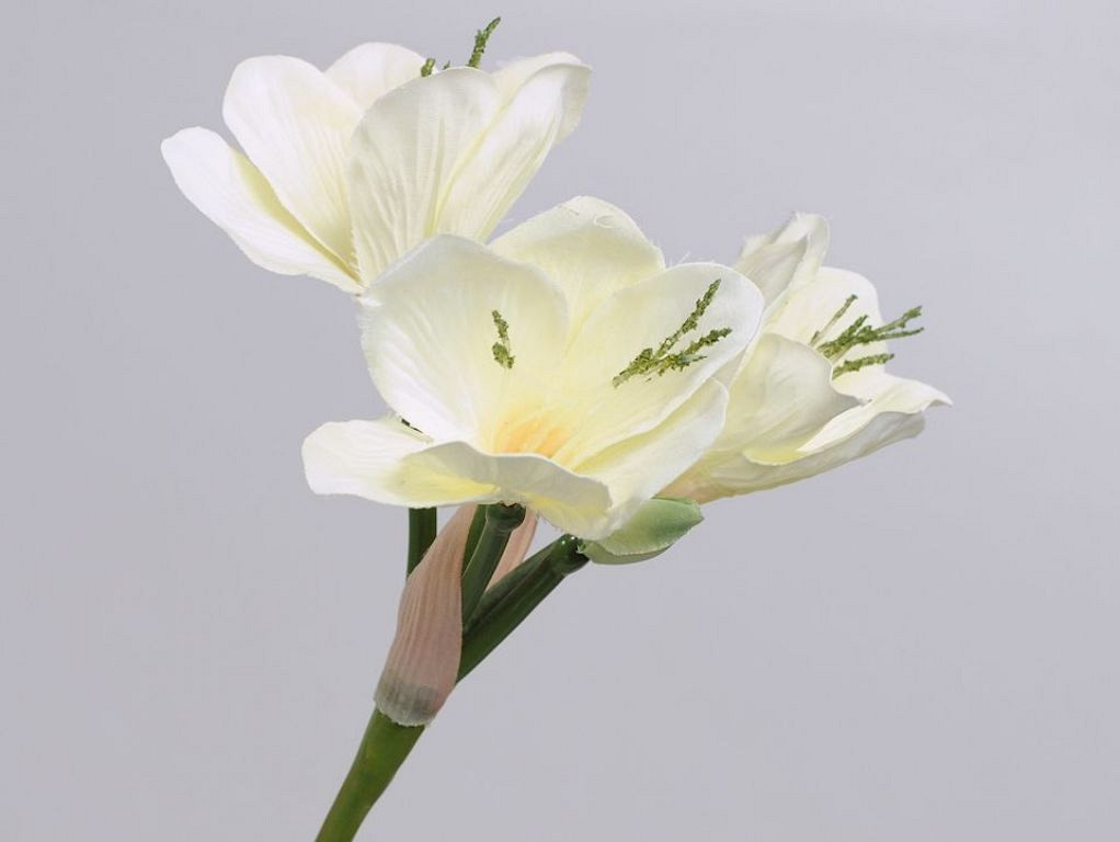 Amaryllis Tak Wit 55cm