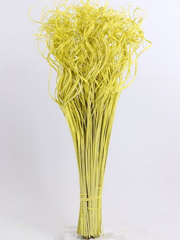 Curly Ting jaune 300 Tiges