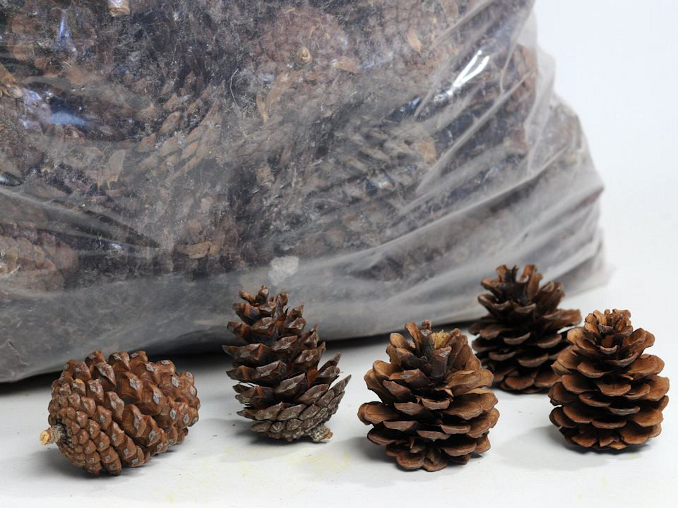 Dennenappels Halepensis 10kg