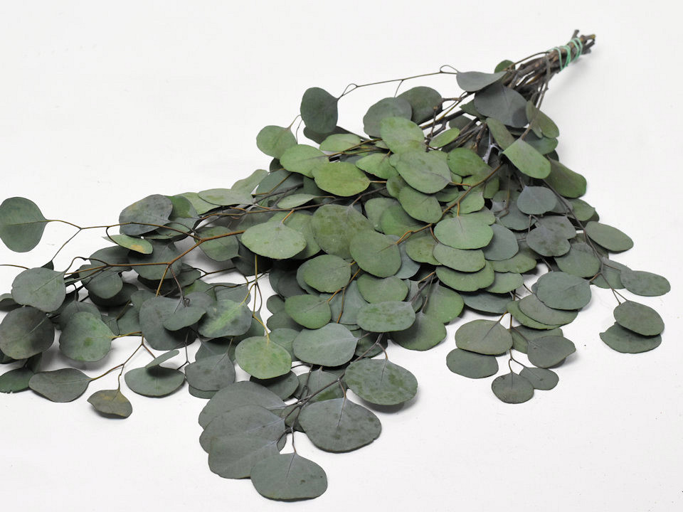 Eucalyptus Populus Groen 65cm - Vlekkerig