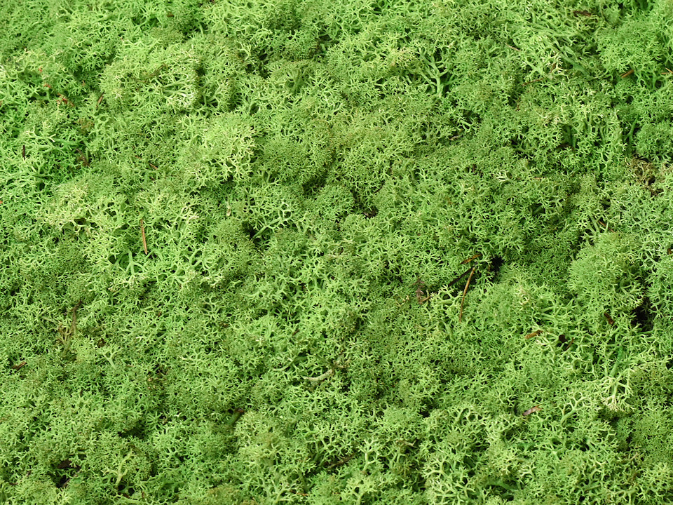 Lichen stabilisé Vert Poire par kg