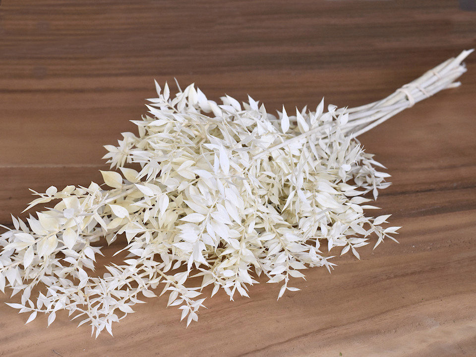 Ruscus Gebleekt 90cm 100gr.