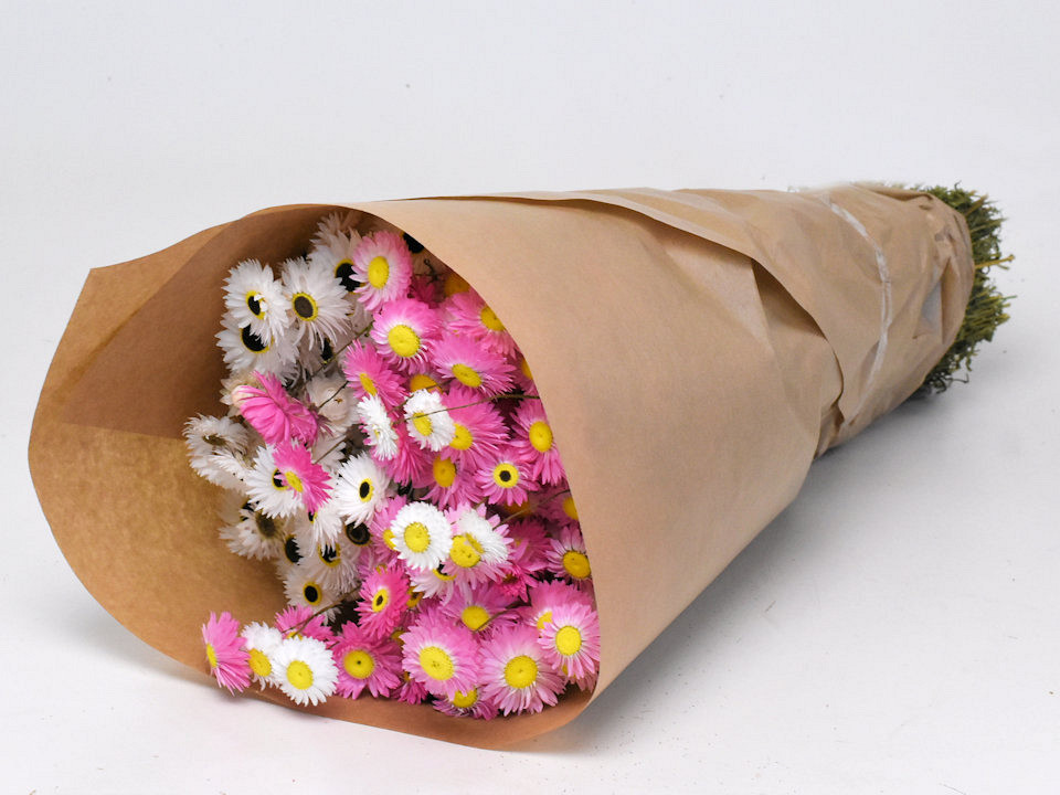 Acroclinium Rose Blanc 6-Pack