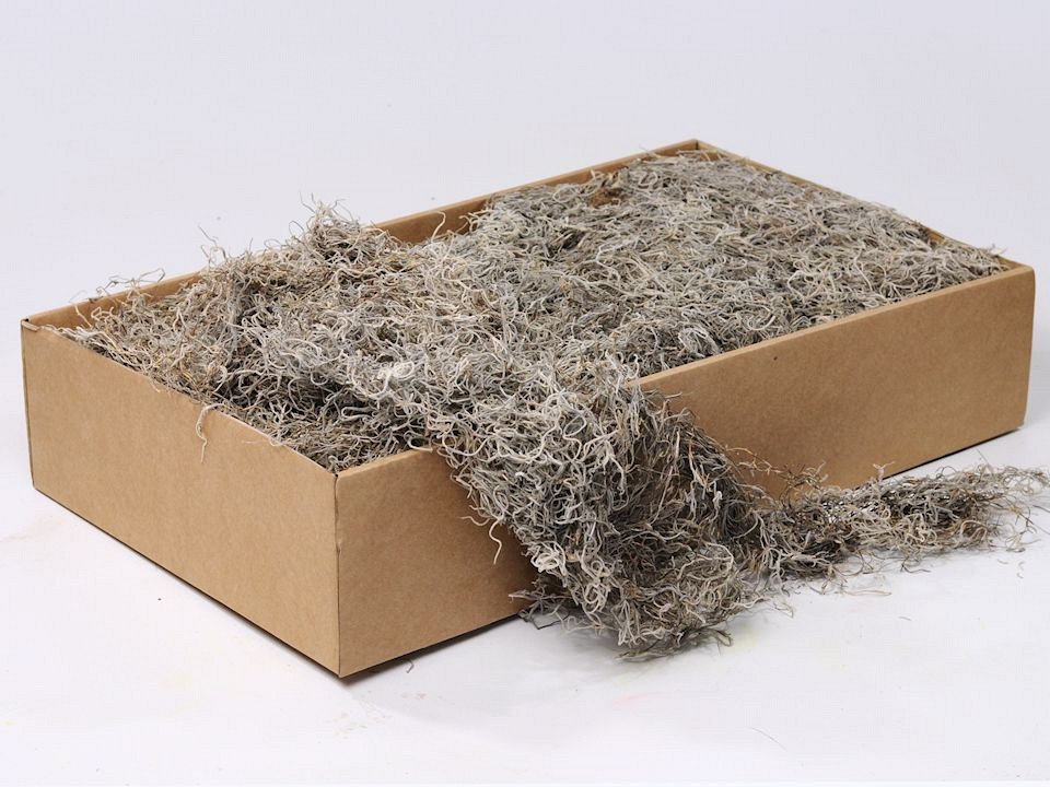 Spaans Mos (Tillandsia) per Kg