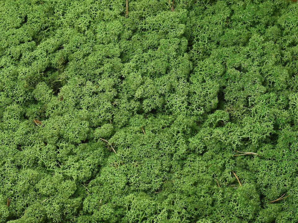 Lichen stabilisé Vert Moyen par kg