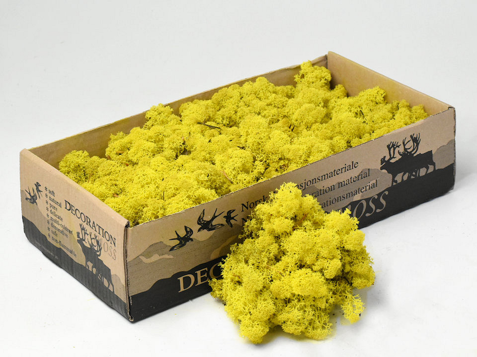 Lichen stabilisé Jaune Citron 500gr.