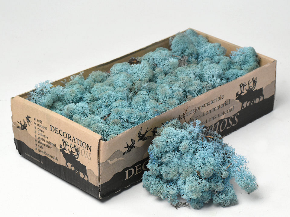 Lichen stabilisé Aquamarine 500gr.