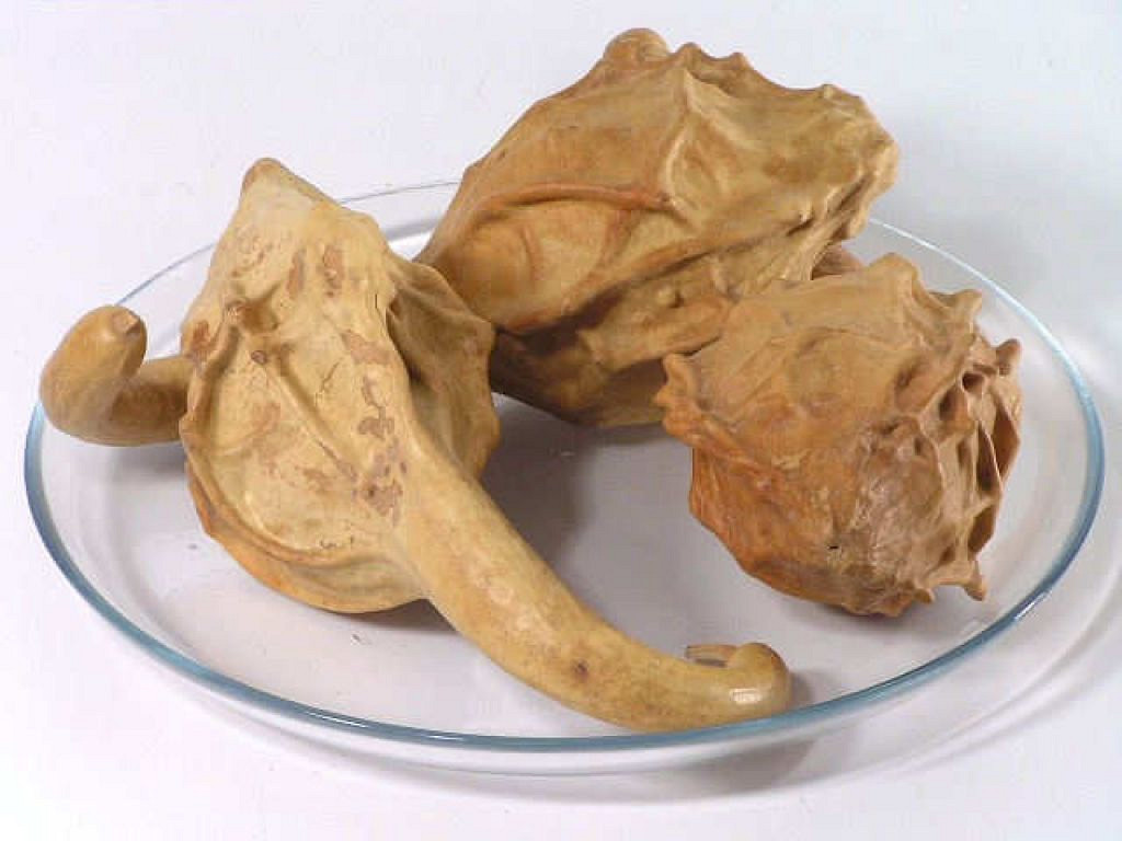 Puntige Kalebas 20-25cm