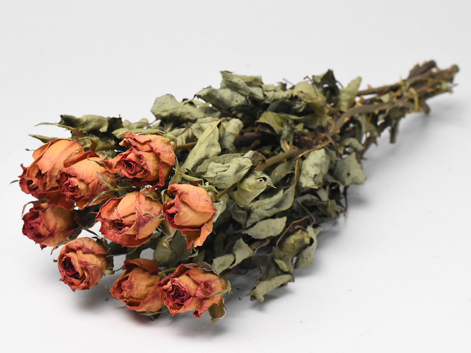 Rozen Geel-Roze 50cm, 10 stelen per bos