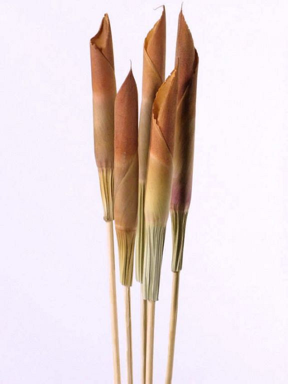 Asi Spear sur tige 50cm