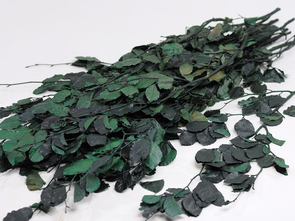 Beukenblad groen 