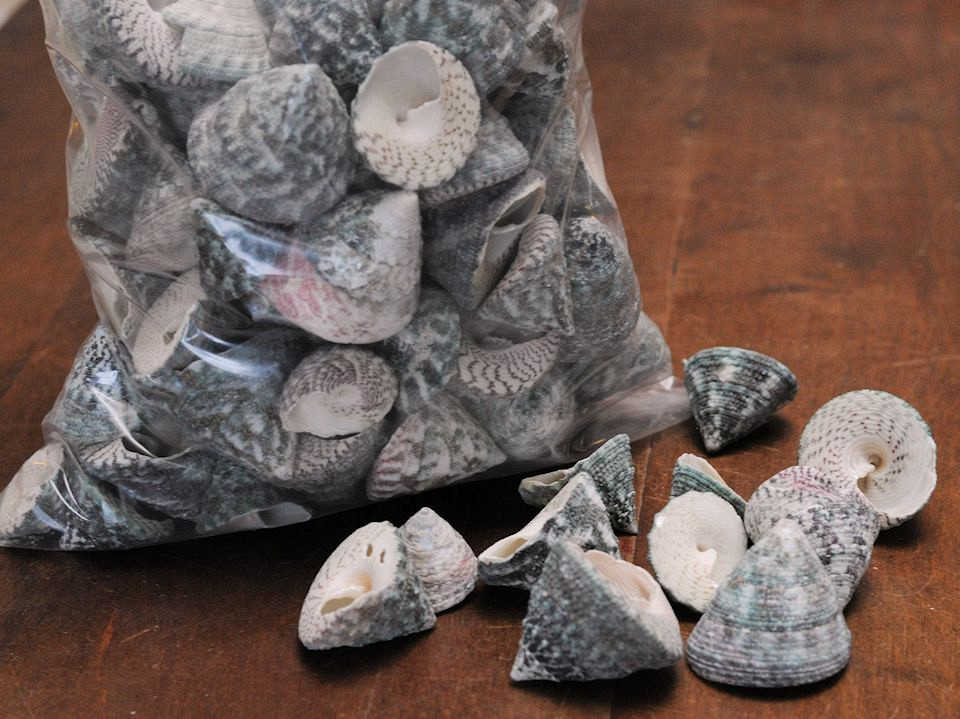 Trochus Stellatus Kg