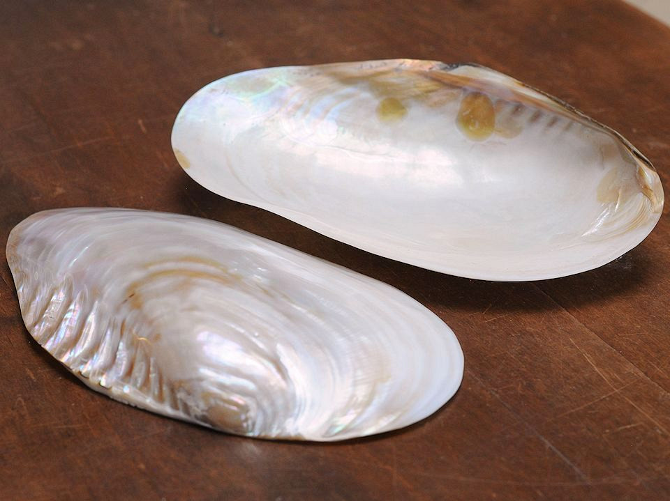 Parelmoer Schelp 20cm