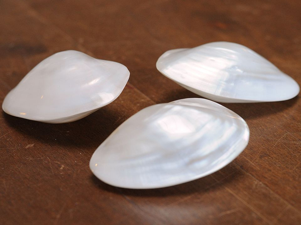 Schelp Parelmoer 7cm