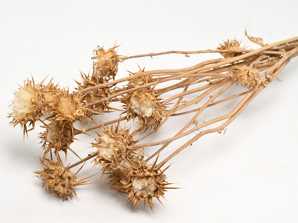 Cynara 50cm