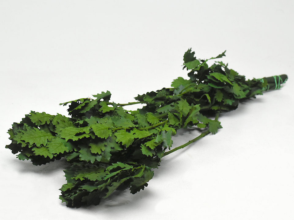 Feuille de Chêne Vert 50-60cm