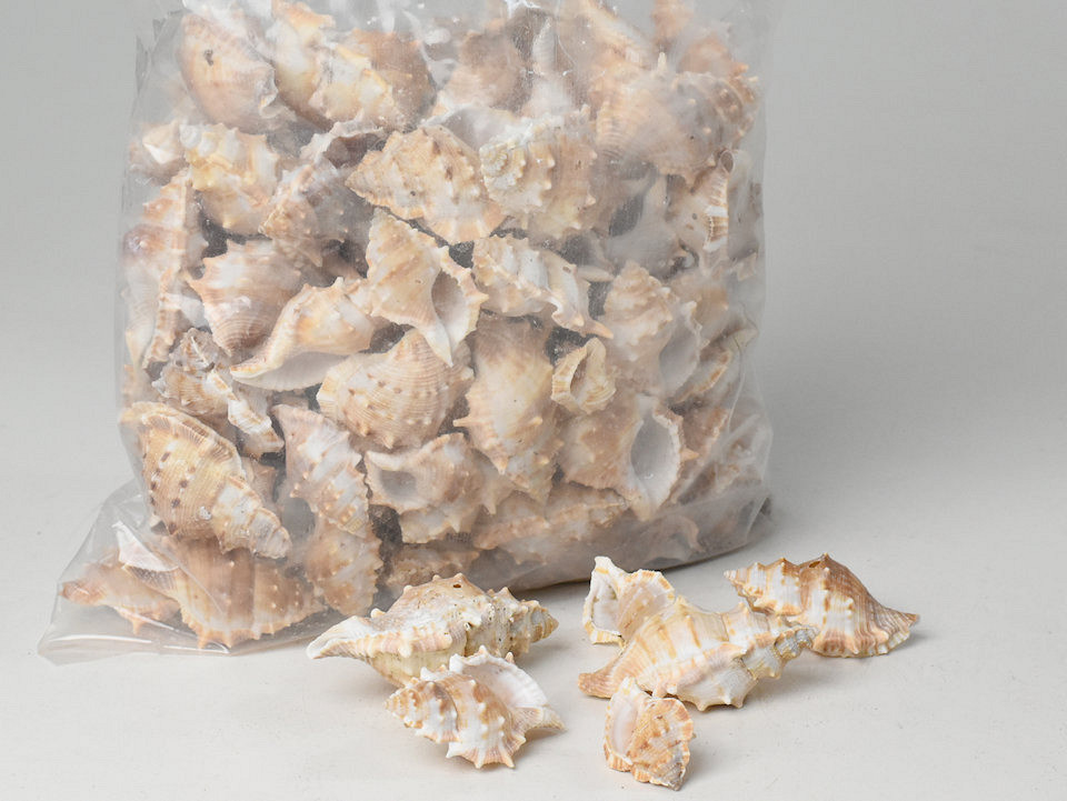 Coquillages Penn Chiman 1kg 