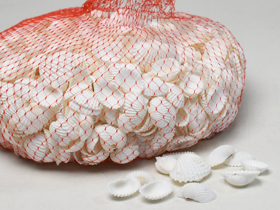 Coquillages White Chippi Small 1kg 