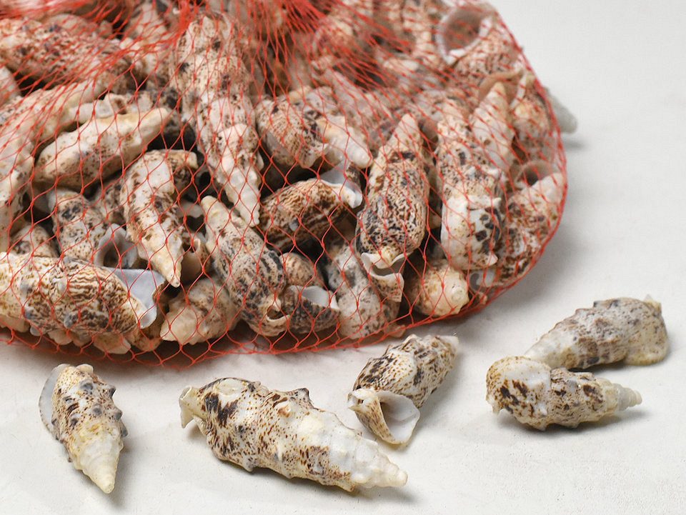 Schelpen Kuwek Tanduk 1kg