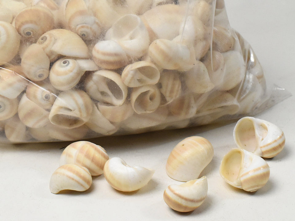 Schelpen Mattukan 1kg