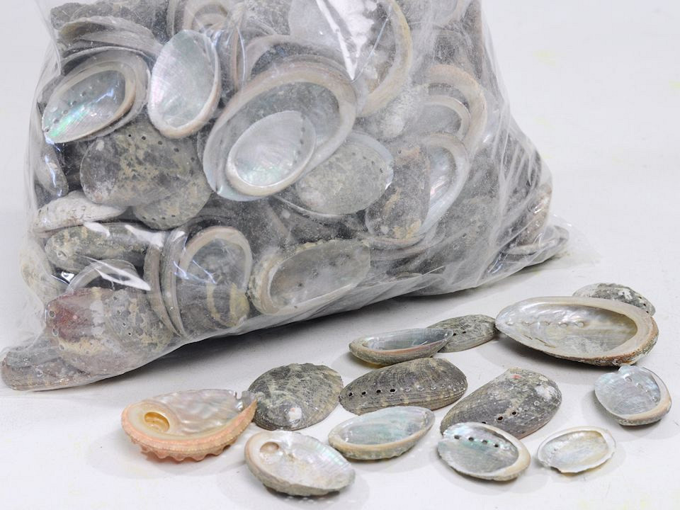 Schelpen Halliotes 1kg