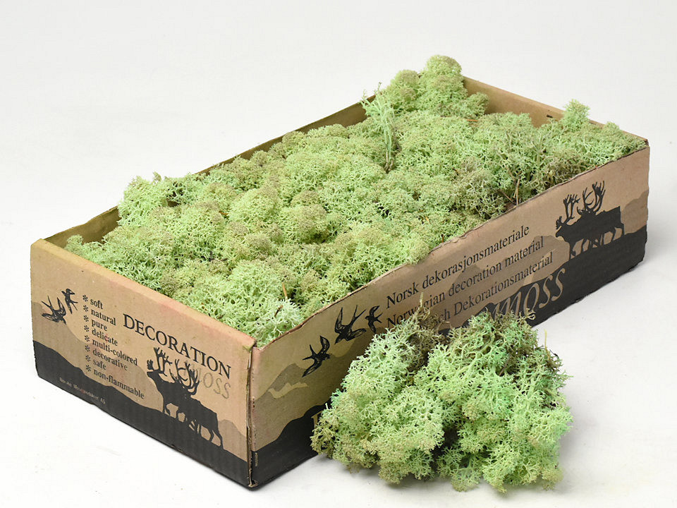 Lichen stabilisé Vert Menthe 500gr.