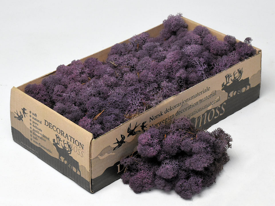 Lichen stabilisé Aubergine 500gr.