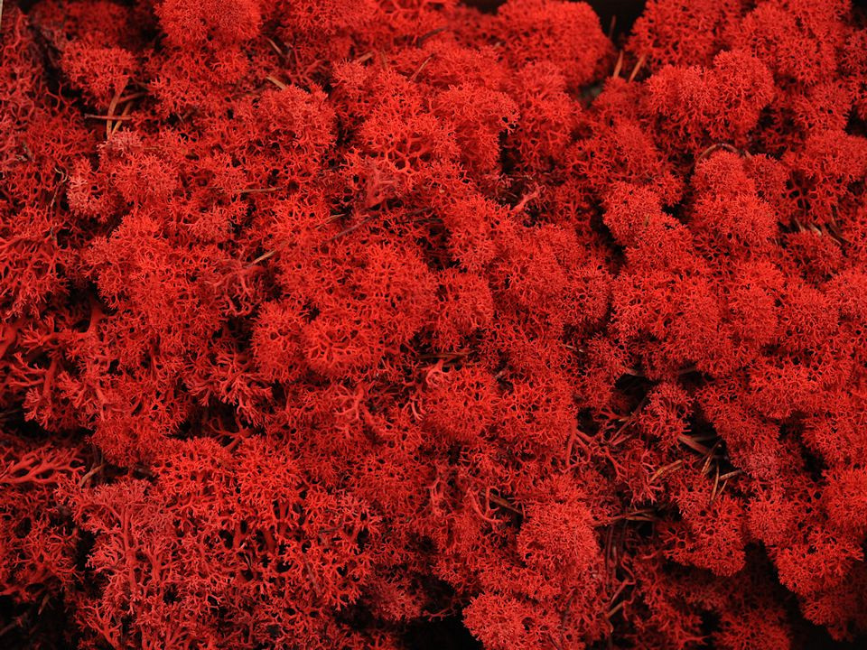 Lichen stabilisé Rouge par kg