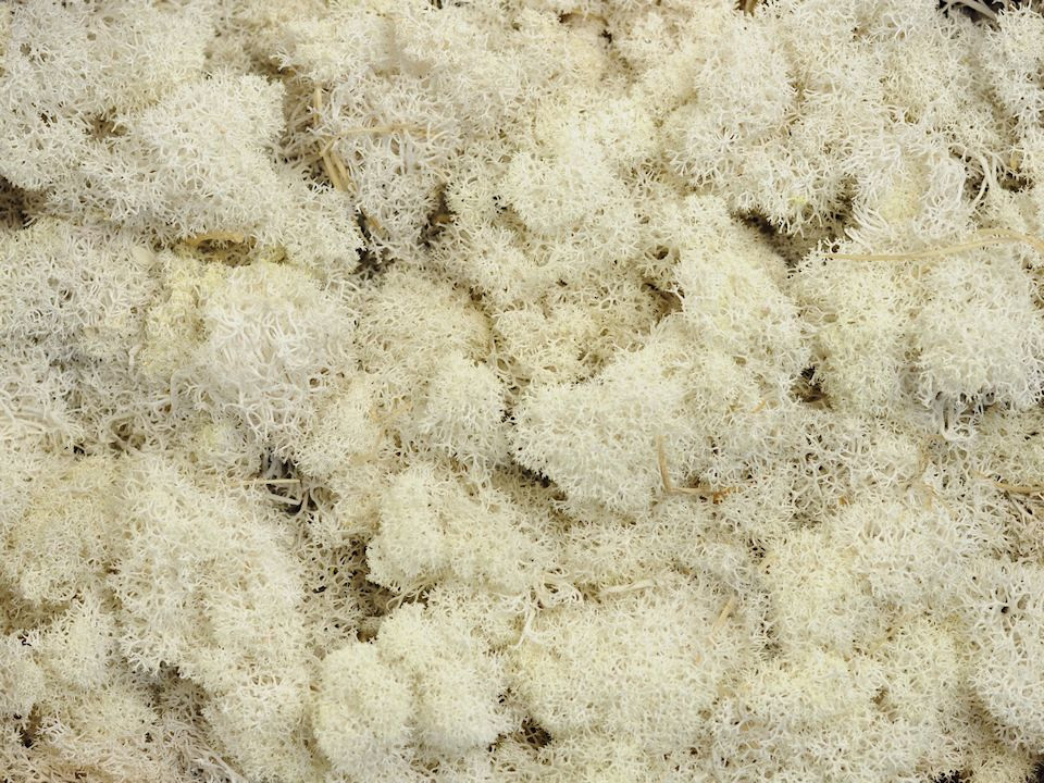Lichen stabilisé Blanchi par kg