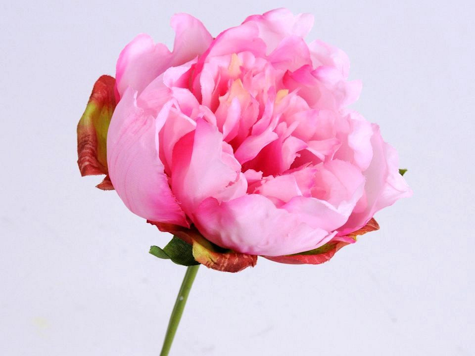 Pivoine 25cm rose