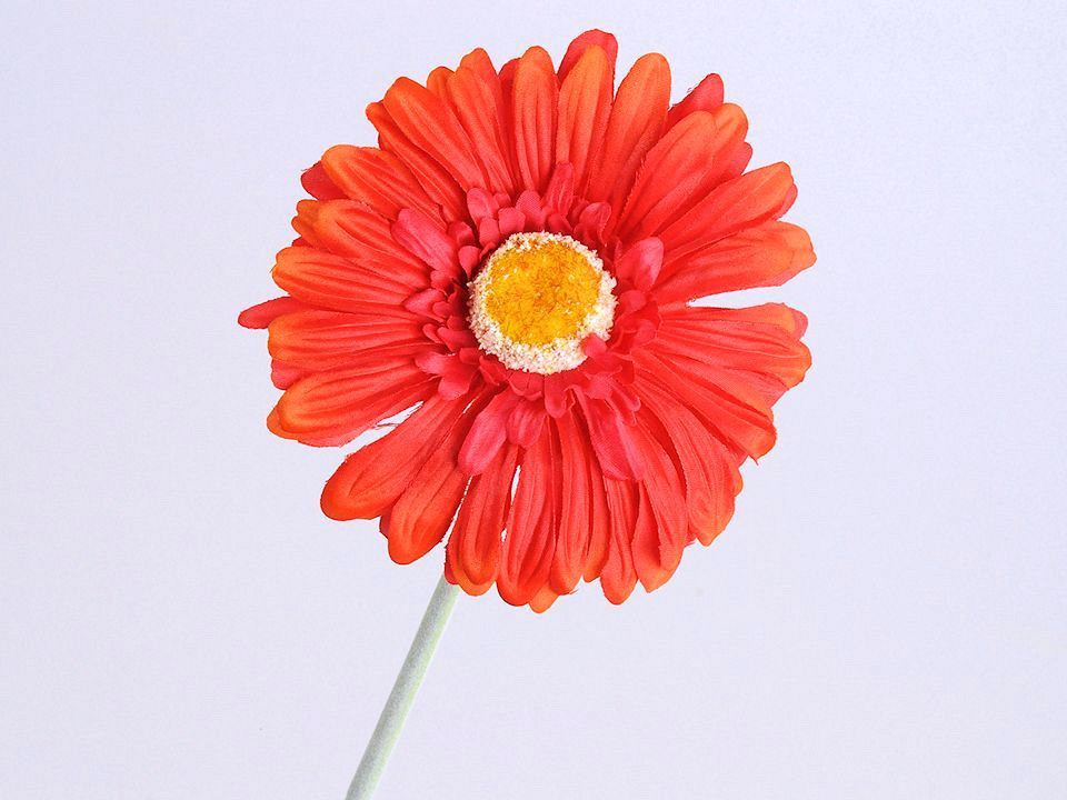 Gerbera 55cm orange