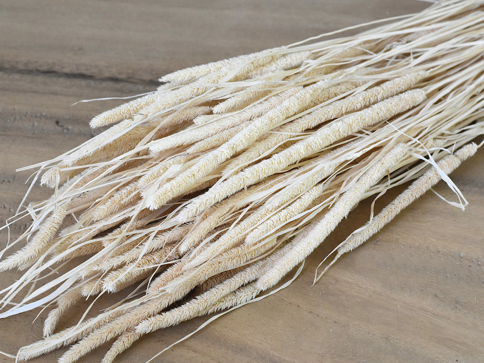 Phleum Blanchi 100gr. 