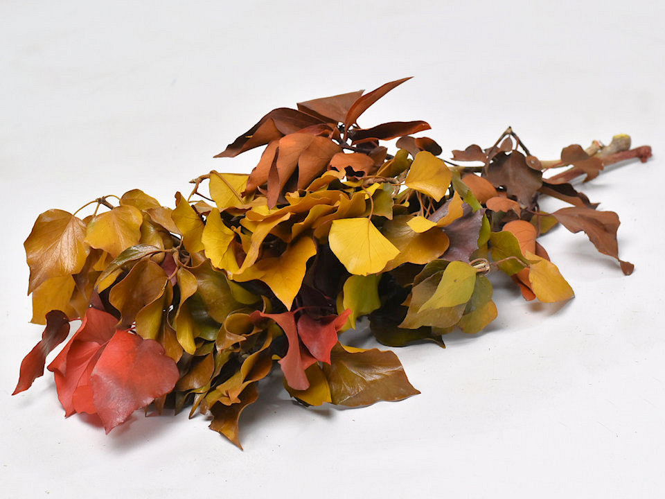 Feuille de Hedera Mix 40-50cm