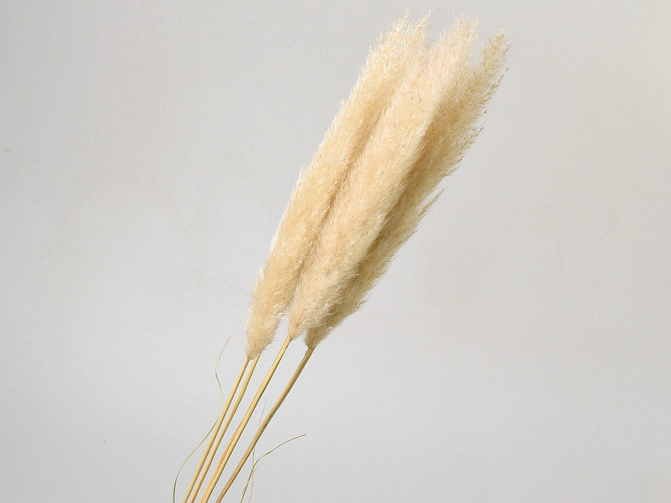 Pampas gras 90cm
