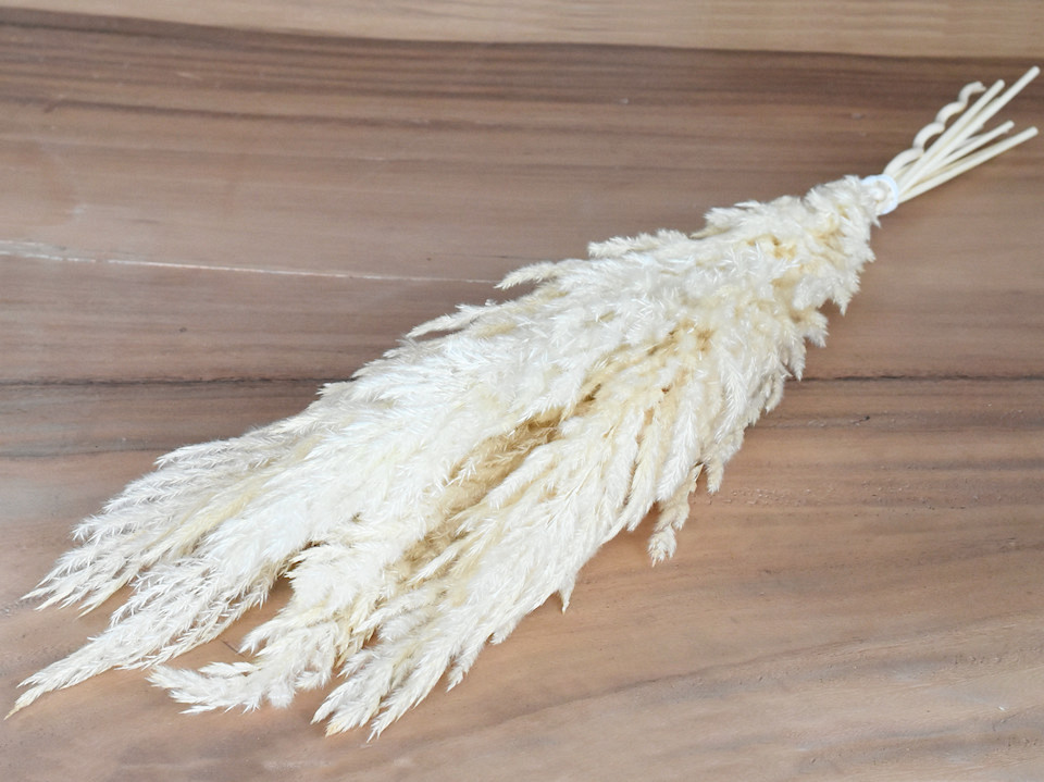 Pampas gras 8st Gebleekt 60cm