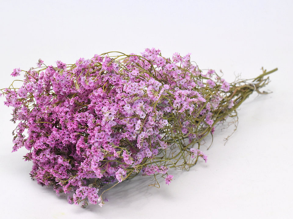 Limonium 60cm Rose Clair