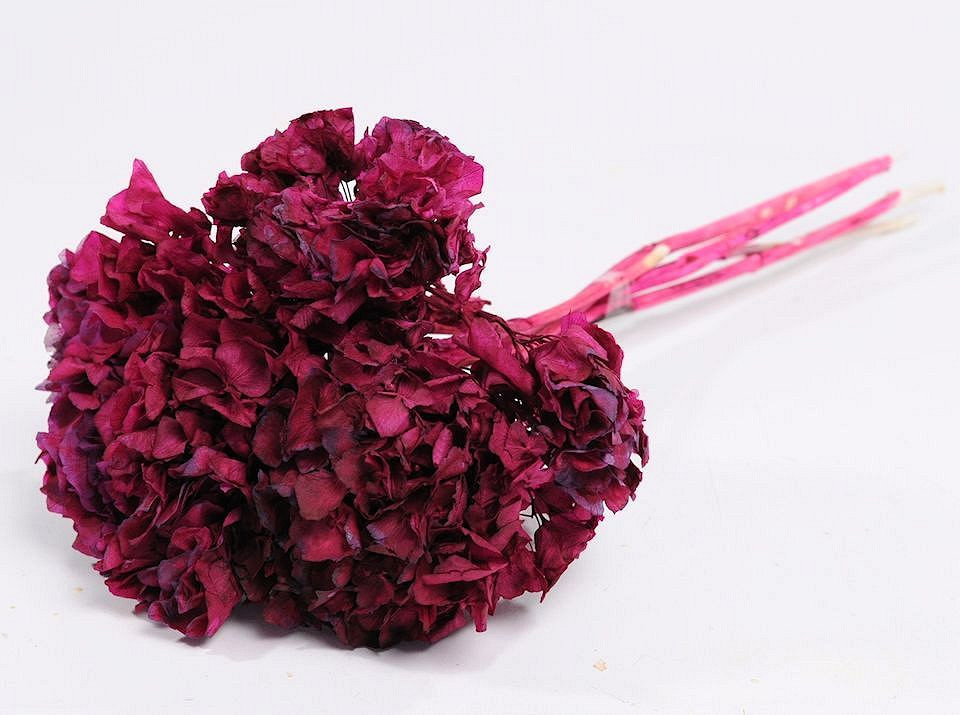 Hortensia Preparé bordeaux