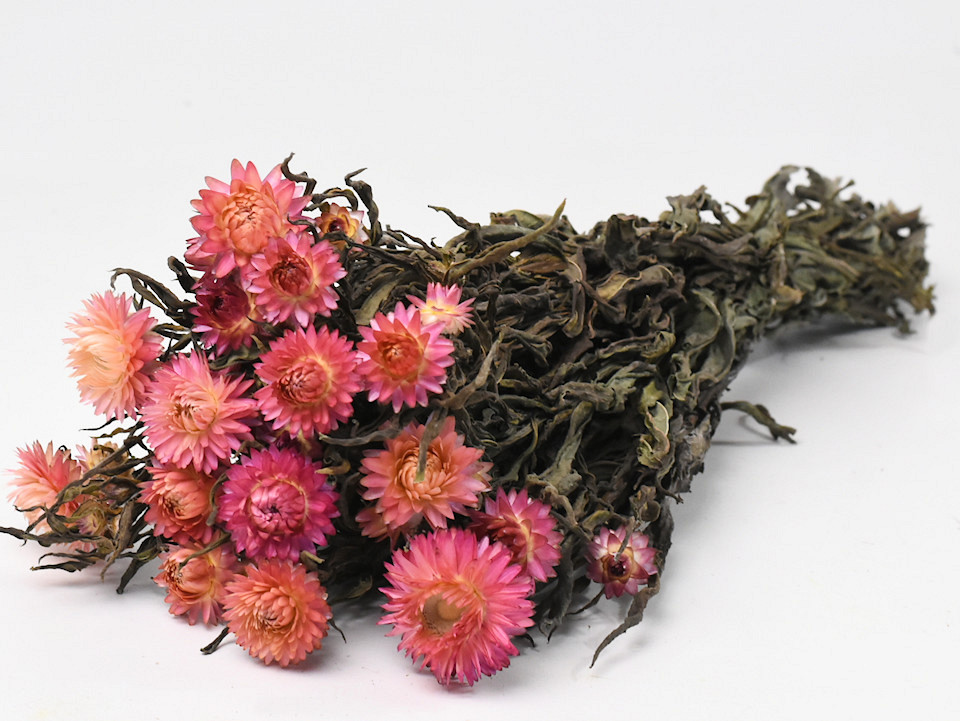 Bouquet Helichrysum salmon 45cm