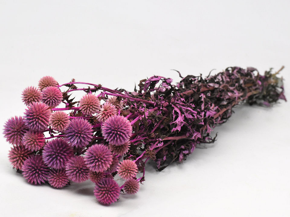 Echinops Distels Roze 70cm
