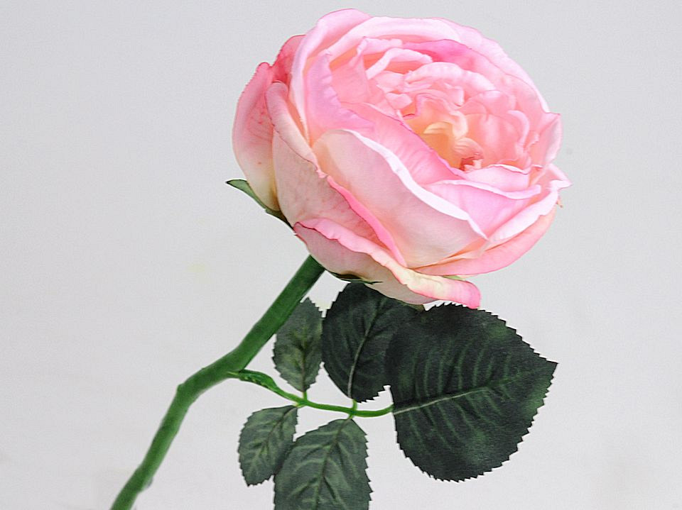 Rosier Thé 33cm Rose clair
