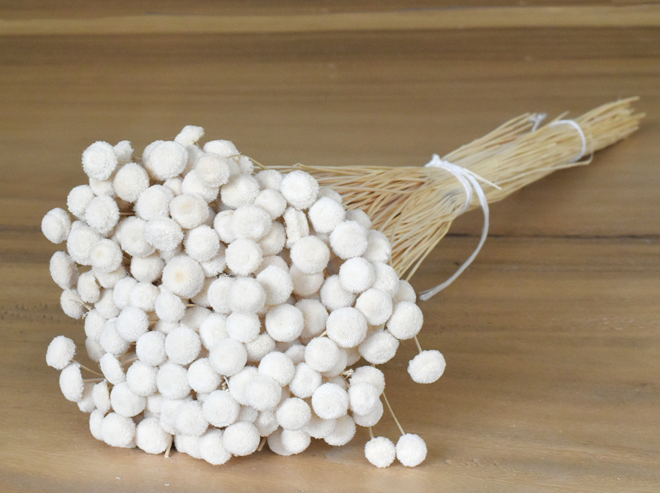 Botao Blanchi 100gr.
