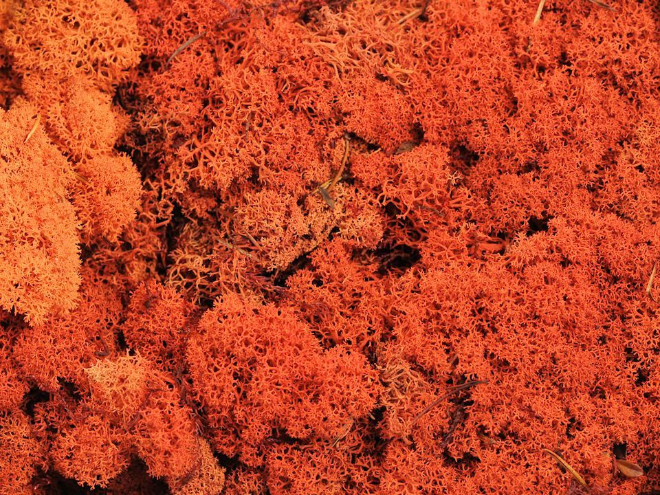 Lichen stabilisé Orange par kg