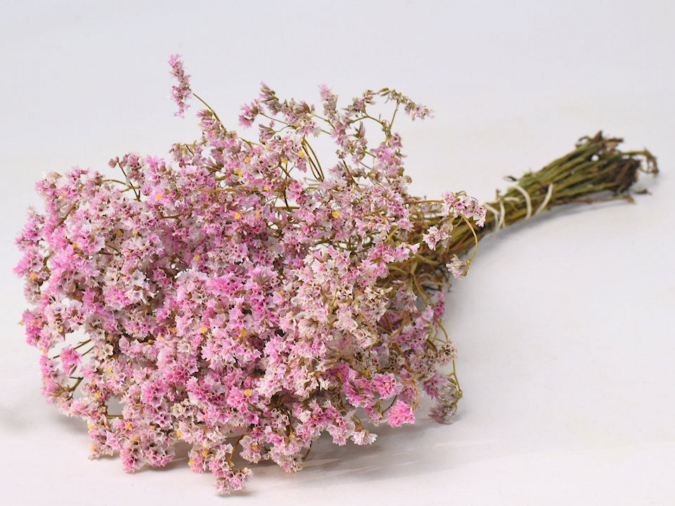 Limonium 45cm Rose Clair
