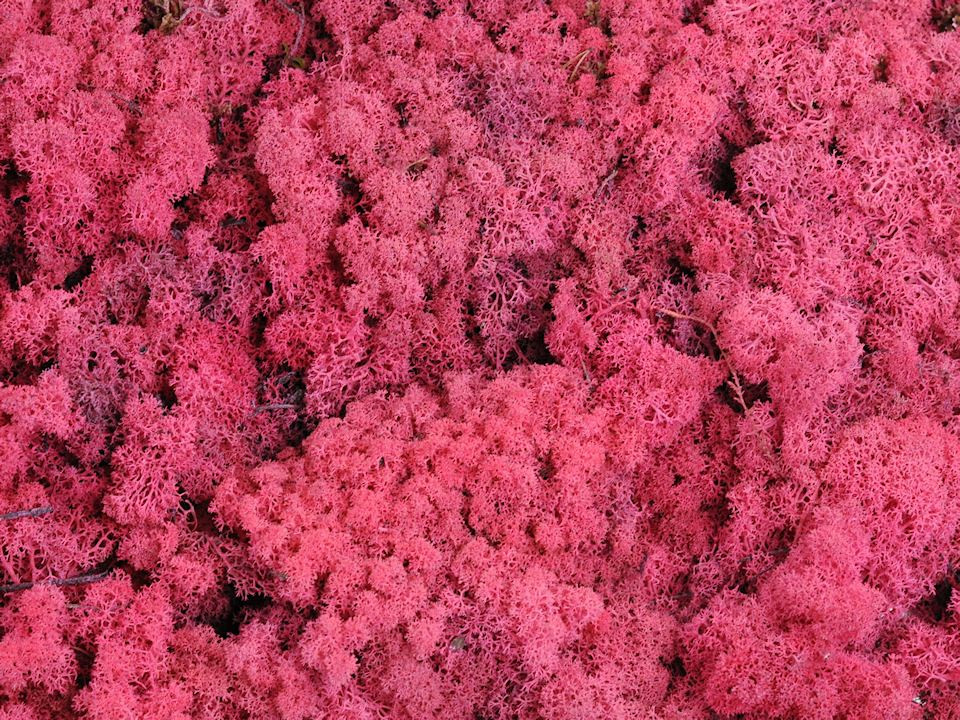 Rendiermos Fuchsia per kg