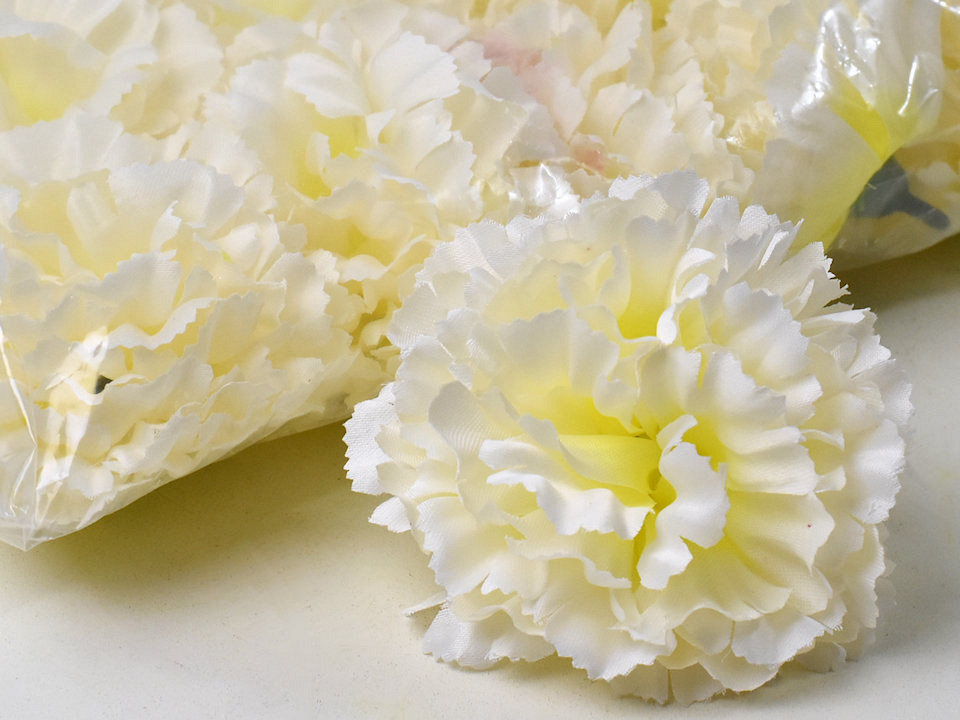 Dianthus Crème D9cm