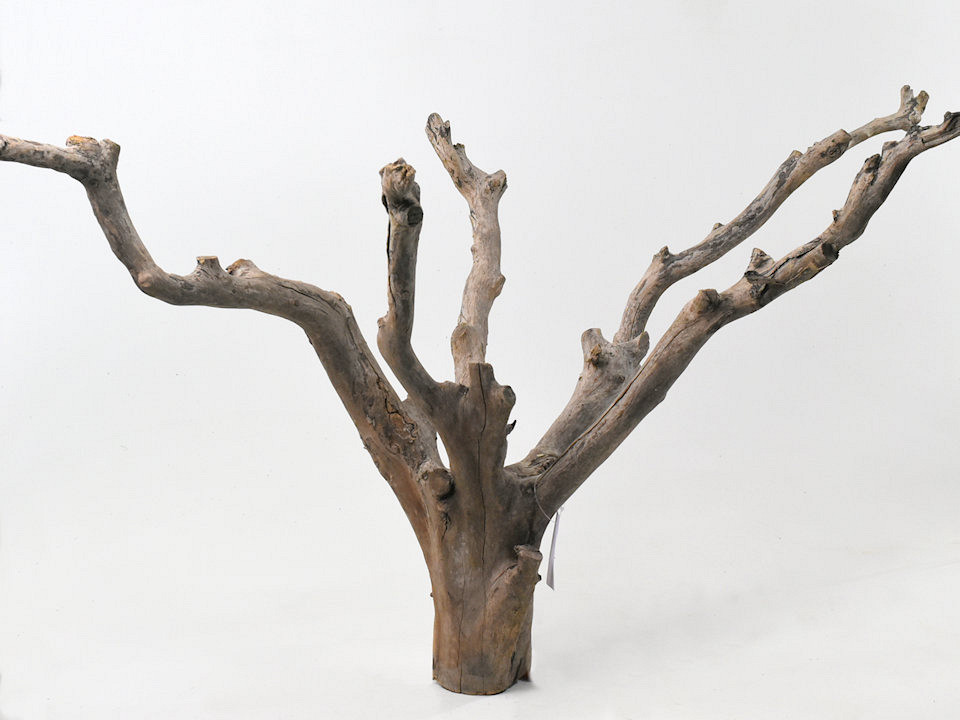Théier 65cm
