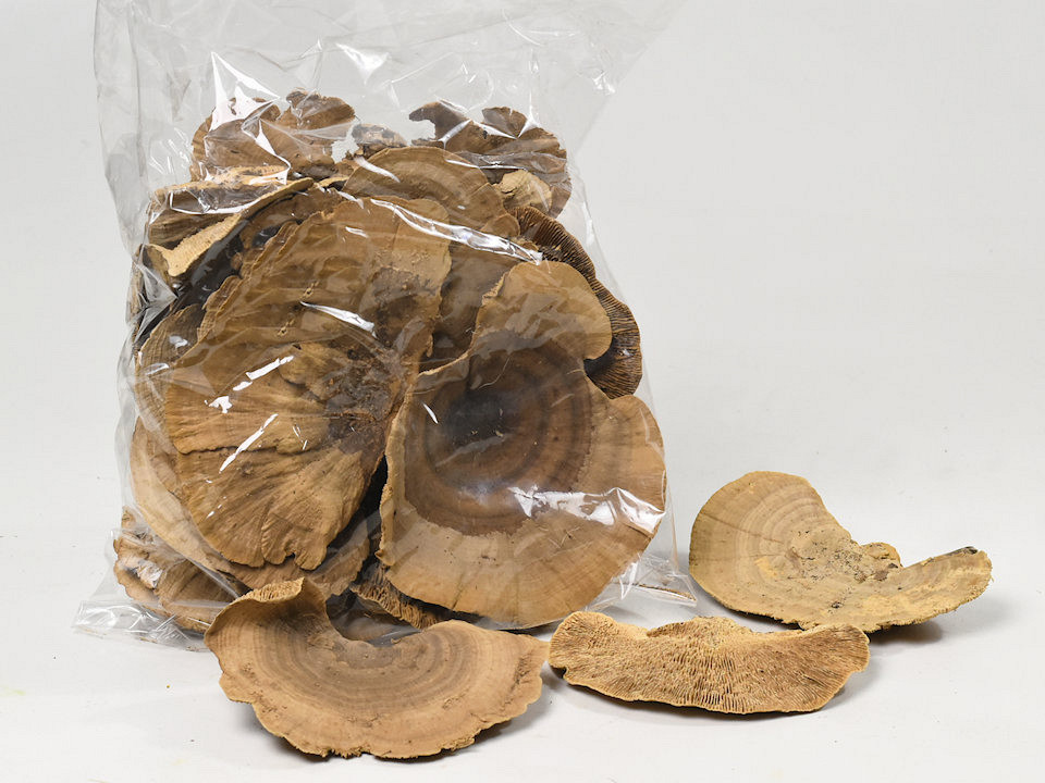 Sponge Mushroom 500gr.
